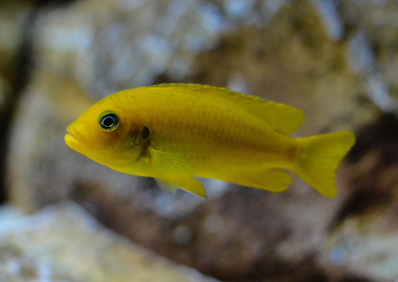 Maylandia sp. 'msobo' Magunga